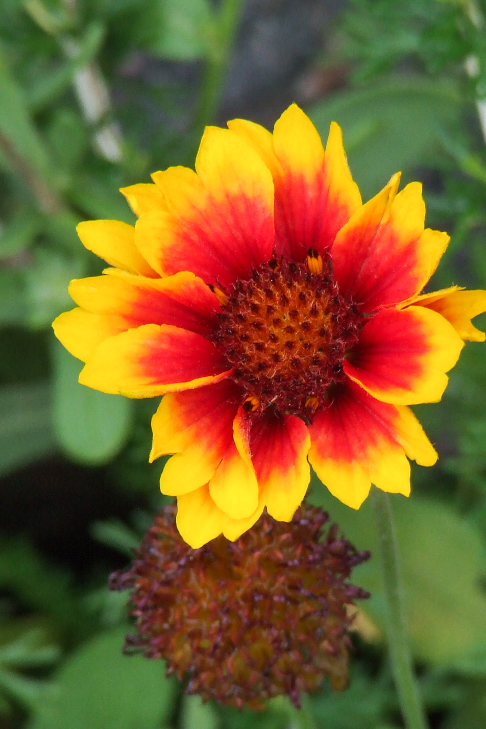 Common Gaillardia